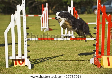 Dog Jump Champion in action