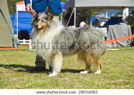 A champion Rough Collie after winning the Championship Show