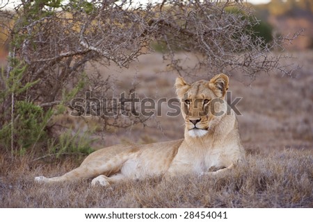 A lion waits for nightfall to begin hunting