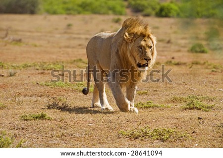 A male lion walks across the plain in search of shade