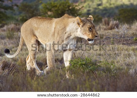 A hunting Lioness on the trail of the next meal
