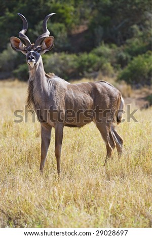 An alert Kudu Bull about to flee
