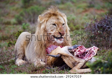 A lion feeding starts to get angry at me