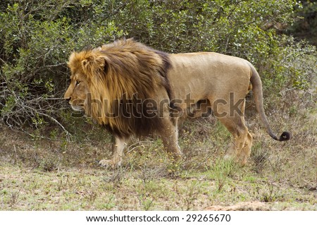 The current largest Lion in South Africa appears out of the bush