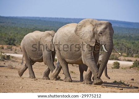 An elephant family rushes to the water in the heat of Summer