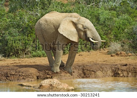 An elephant balances on the side of the river while drinking