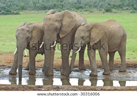 Three elephants at the waterhole