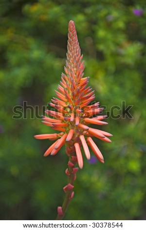 Winter in Africa is beautiful with flowering plants like the Aloe flowering