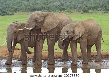 A group of friendly Elephants drink in the early morning