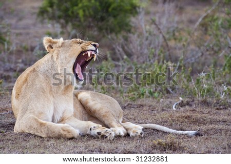 A young lioness yawns and gets ready for a night of hunting