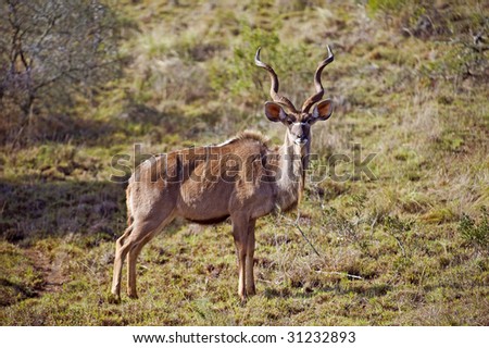 A lone Kudu Bull caught out in the open