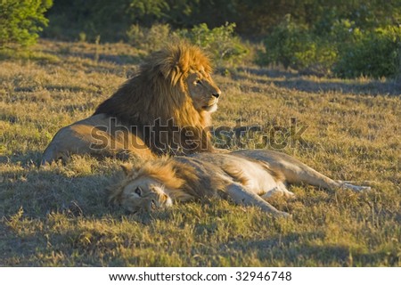 A pair of lions relax before the night hunting starts