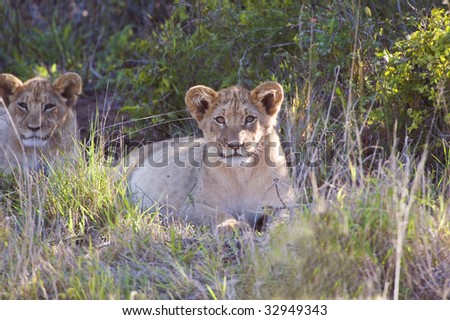 A pair of Lion Cubs waits patiently for their mother to come back from hunting