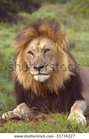A large Male lion is not amused by the arrival of the photographer
