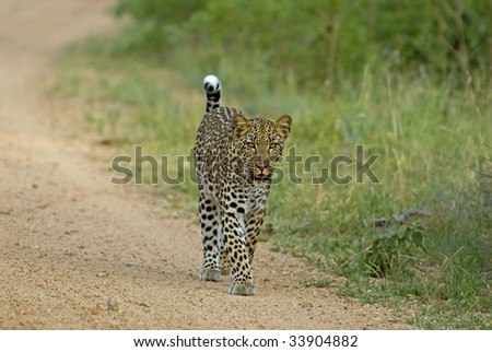 A beautiful leopard is caught right out in the open