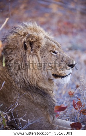 An old lion rests after a night\'s hunting