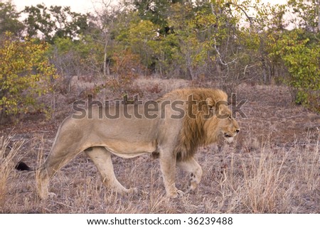 A leader Lion walks past