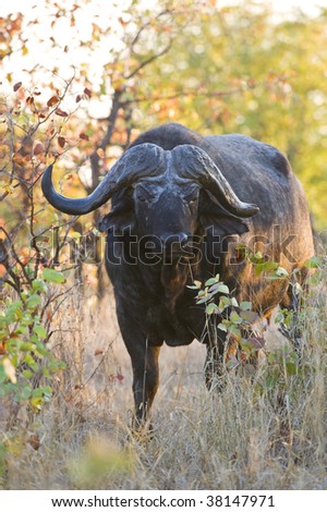 An old Buffalo Bull wants to Charge the photographer