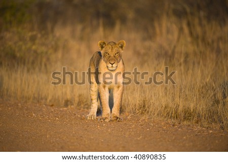 A young lion stares at the photographer