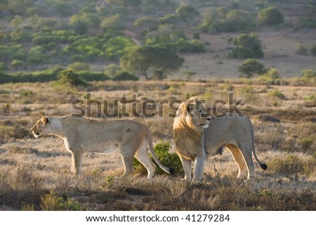 A lion couple out hunting