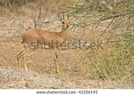 small antelope