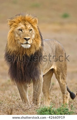 A huge Male Lion stares across the plain