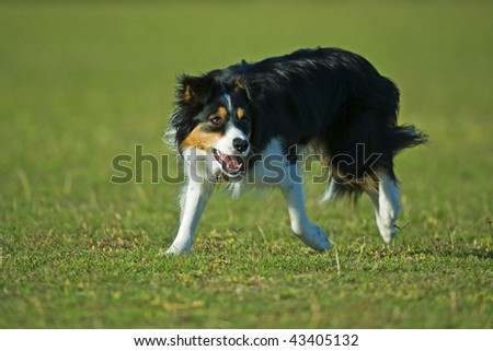 A fit and pure Bred Border Collie loves working