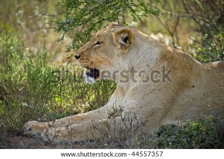 A lioness enjoys the shade on a hot day