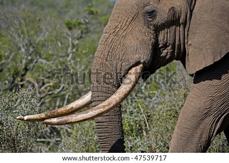 The largest Elephant in Addo Shows his tusks