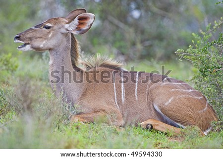A female Kudu rests in the heat of the day