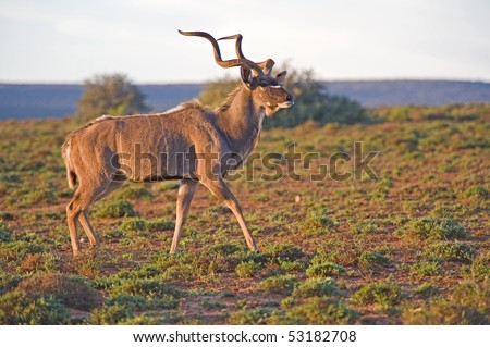A mature Kudu Bull looks at nearby danger as the sun rises