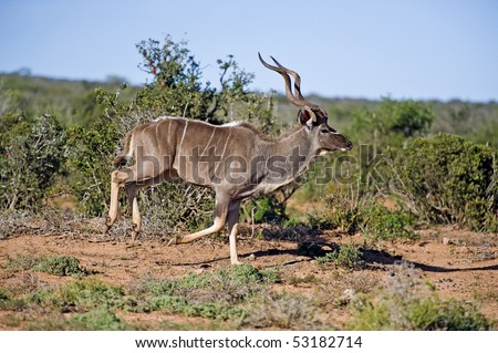 A Kudu Bull runs away after sensing danger