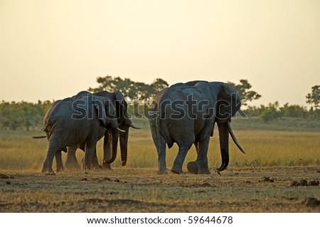 Three large Bull Elephants walk into the approaching night