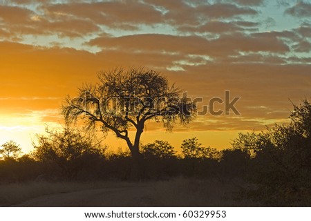 A beautiful sunrise in the Shingwedzi area of Kruger Park