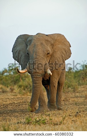 An old Elephant Bull at Sunset