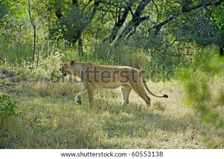 A lioness out hunting in the forest