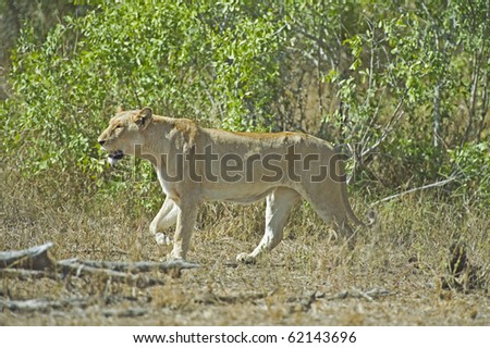 A lead Lioness out hunting in the African Sun