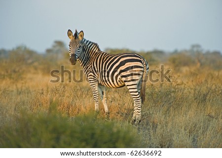 A young Zebra catches the first rays of sunshine