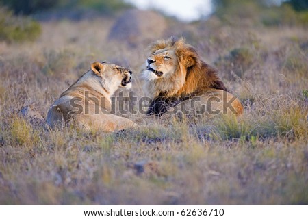 A Lion Couple have an argument