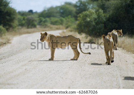 A Pride of lions in the road
