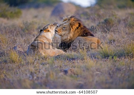 A mating Lion Couple snuggle