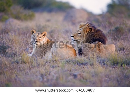 A Lion Couple at sunset in the African Bush