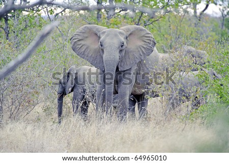 An angry Elephant mother faces the photographer