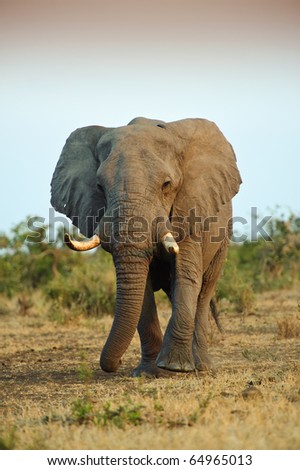 A huge Elephant Bull approaches at Sunset