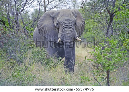 Forest Bull