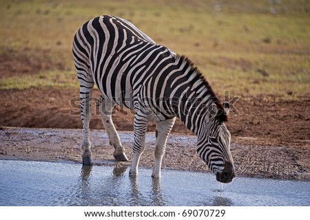 A large Zebra Stallion Drinks on a hot thirsty day