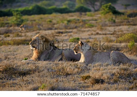 A lion couple hunting in the evening