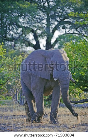 Large trees dwarf an African Elephant
