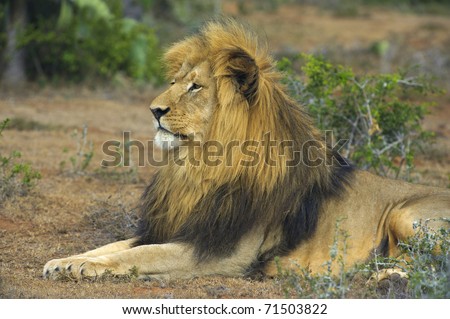 The Leader of the lion Pride studies his surroundings