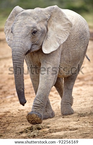 A young elephant walks fast towards the river